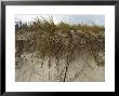Plant Roots, Merritt Island National Wildlife Refuge, Usa by David M. Dennis Limited Edition Pricing Art Print