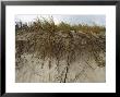 Plant Roots, Merritt Island National Wildlife Refuge, Usa by David M. Dennis Limited Edition Print