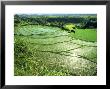Rice Terraces, Bali by John Downer Limited Edition Print