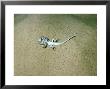 Diademed Sand-Snake, Squeezing Its Prey, Israel by Fredrik Ehrenstrom Limited Edition Print