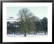 Horse Chestnut In Winter, Uk by Mike England Limited Edition Print