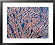 Red Gorgonian Coral, Fiji by David B. Fleetham Limited Edition Pricing Art Print