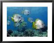 Longfin Spadefish, Sipidan Island, Malaysia by David B. Fleetham Limited Edition Print