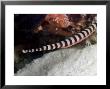 Banded Pipefish, Male With Eggs, Malaysia by David B. Fleetham Limited Edition Print