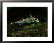 Ratfish, British Columbia, Canada by David B. Fleetham Limited Edition Print