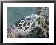 Hawksbill Turtle, Breaking Coral In Search Of Food, Malaysia by David B. Fleetham Limited Edition Print
