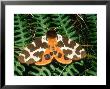 Garden Tiger Moth, Imago, Clipstone Forest, Nottinghamshire, Uk by David Fox Limited Edition Print