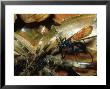 Pompilid Spider Wasp, Rain Forest, Central America by Michael Fogden Limited Edition Print