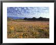 Namaqualand Daisies, South Africa by Michael Fogden Limited Edition Print