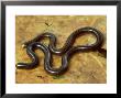 Worm Snake, Dry Forest, Costa Rica by Michael Fogden Limited Edition Print