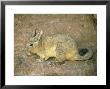 Mountain Viscacha, Bolivia by Paul Franklin Limited Edition Print