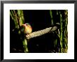 Malachite Kingfisher, Perching, Botswana by Patricio Robles Gil Limited Edition Print