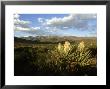 Spanish Dagger, El Carmen Mountains, Mexico by Patricio Robles Gil Limited Edition Print