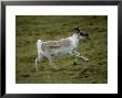 Spitsbergen Reindeer, Running, Svalbard Arctic by Patricio Robles Gil Limited Edition Print