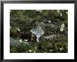 Purple Sandpiper, With Chicks, Arctic by Patricio Robles Gil Limited Edition Pricing Art Print