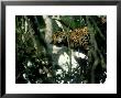 Jaguar, Single, Mexico by Patricio Robles Gil Limited Edition Print