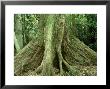 Natapoa Tree, Vanuatu Island, South Pacific by Patricio Robles Gil Limited Edition Print