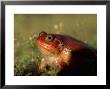 Tomato Frog, Single, Madagascar by Patricio Robles Gil Limited Edition Print