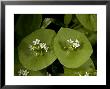 Claytonia Perfoliata, Usa by Bob Gibbons Limited Edition Pricing Art Print