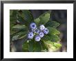 An Endemic Globularia, Spain by Bob Gibbons Limited Edition Print