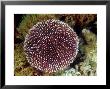 White-Tip Sea Urchin, Sicily, Mediterranean Sea by Karen Gowlett-Holmes Limited Edition Print