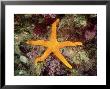 Seastar, Kangaroo Island, Australia by Karen Gowlett-Holmes Limited Edition Pricing Art Print