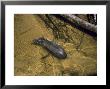 Brazilian Tapir In Creek Aerial View, Brazil by Nick Gordon Limited Edition Print