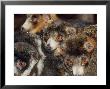 Mongoose Lemur, Males And Females, Dupc by David Haring Limited Edition Print