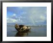 Grey Seal Halichoerus Grypus Bull On Sand Bar Showing Habitat Uk by Mark Hamblin Limited Edition Print