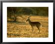 Impala, Aepyceros Melampus Melampus Male In Dry Grassland Botswana, Southern Africa by Mark Hamblin Limited Edition Pricing Art Print