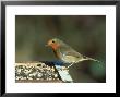 Robin, Feeding On Table, Uk by Mark Hamblin Limited Edition Print