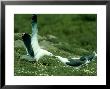 Lesser Black-Backed Gull, Larus Fuscus, Skomer by Mark Hamblin Limited Edition Print