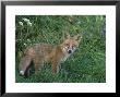 Red Fox, Vulpes Vulpes Cub On Grass Bank With Bluebells, Uk by Mark Hamblin Limited Edition Print