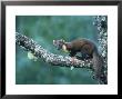 Pine Marten, Young On Branch, July Highlands, Scotland by Mark Hamblin Limited Edition Print