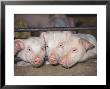 British Saddleback Pigs, Piglets Peering Through Bars Of Sty, Uk by Mark Hamblin Limited Edition Print
