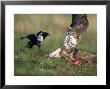 Buzzard, Fending Off Magpie From Prey by Mark Hamblin Limited Edition Print