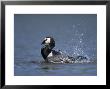 Barnacle Goose, Adult Bathing, Uk by Mark Hamblin Limited Edition Pricing Art Print