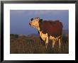 Simmental Cross Cow Mooing, Peak District, Uk by Mark Hamblin Limited Edition Pricing Art Print