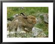 Mountain Hare by Mark Hamblin Limited Edition Print