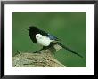 Magpie On Log, South Yorks by Mark Hamblin Limited Edition Pricing Art Print