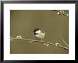 Coal Tit, Perched On Pussy Willow, South Yorks by Mark Hamblin Limited Edition Print