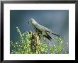 Cuckoo, Adult With Caterpillar, Scotland by Mark Hamblin Limited Edition Pricing Art Print