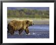 Grizzly Bear, Adult Female Walking In Water, Alaska by Mark Hamblin Limited Edition Pricing Art Print