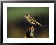 Skylark by Mark Hamblin Limited Edition Pricing Art Print