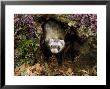 Polecatmustela Putoriusemerging From Hollow Logcaptive by Mark Hamblin Limited Edition Print