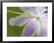 Wood Anemone, Underside Of Petals, Norway by Mark Hamblin Limited Edition Print