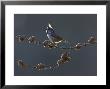 Crested Tit, Adult Backlit, Scotland by Mark Hamblin Limited Edition Pricing Art Print