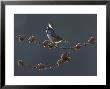 Crested Tit, Adult Backlit, Scotland by Mark Hamblin Limited Edition Print