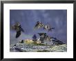 Hooded Crows, And Ravens, Feeding, Norway by Mark Hamblin Limited Edition Print