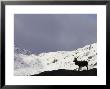 Red Deer, Stag Silhouetted On Mountain, Scotland by Mark Hamblin Limited Edition Print